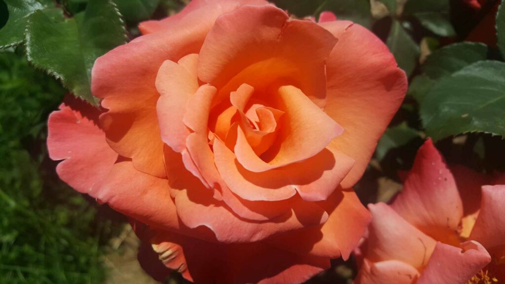 Rose de mon jardin orangée Muriel Depauw 24 juin 2023