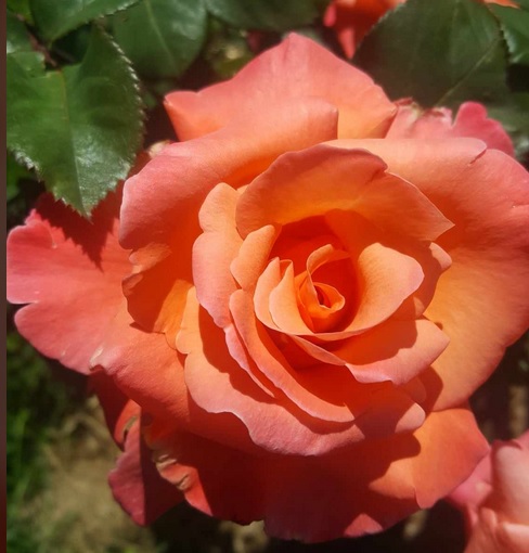 Rose du jardin de Muriel