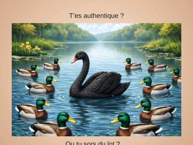 Un cygne noir nage au milieu de canards sur un lac, illustrant la différence, l’authenticité et le fait de ne pas suivre le troupeau