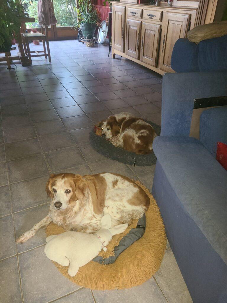 Lilou et Zoé, deux épagneuls bretons, installées dans leurs paniers près du canapé, avec un doudou blanc.
